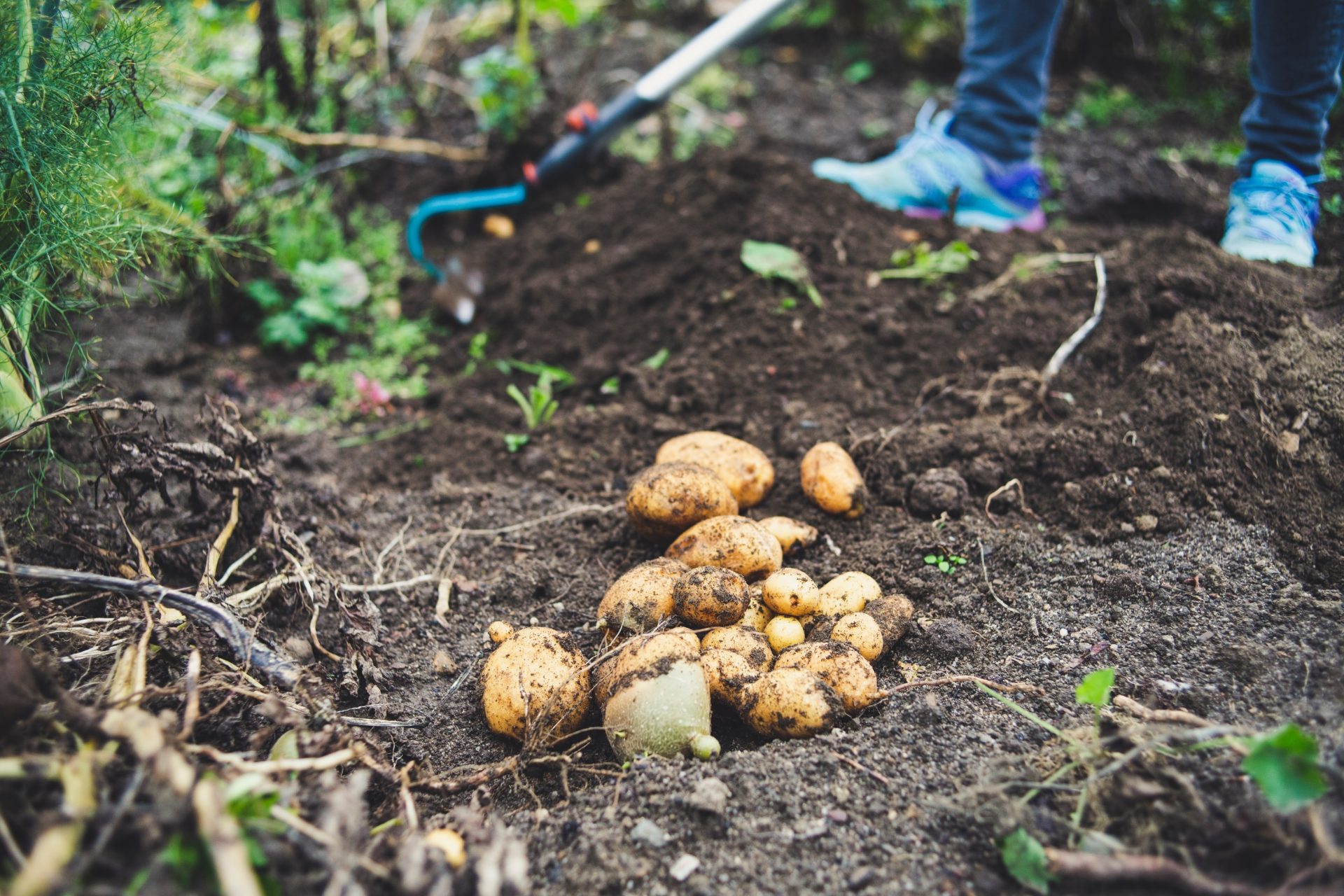 Traditioneel aardappels rooien, een hoeksteen van het streven van de familie Clarebout naar kwaliteit en duurzaamheid.