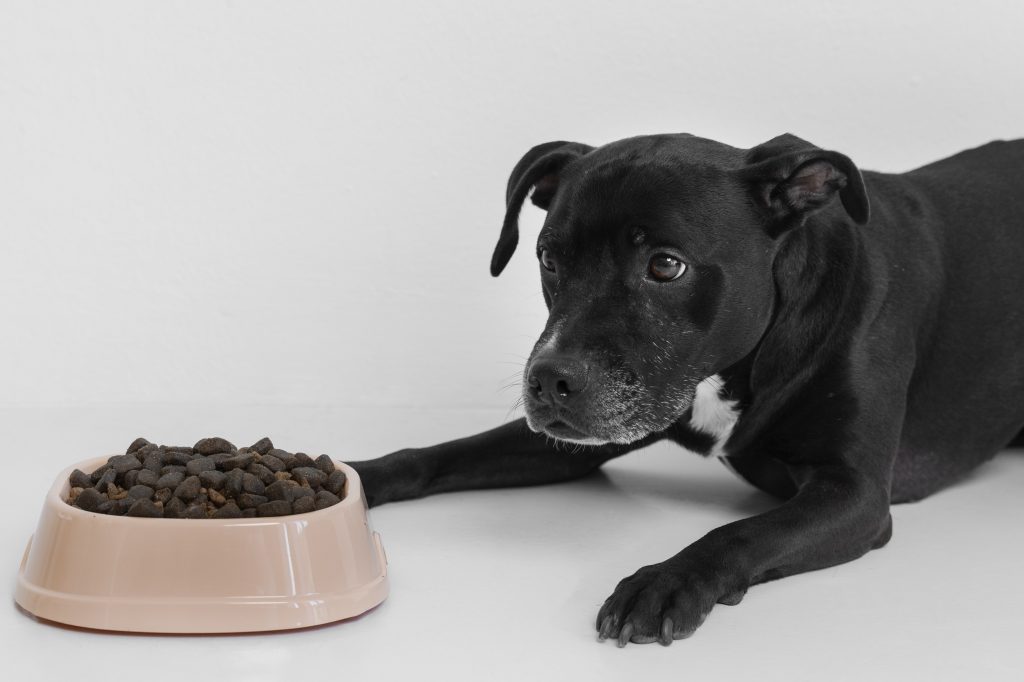 Foto von schwarzem Hund vor Futter produziert von Dominiek Dumoulin