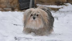 Bichon Havanais