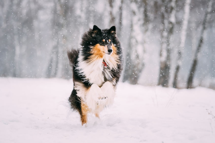 Photo de Chien de Berger des Shetland en pleine neige