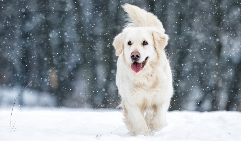 Golden Retriever photo neige
