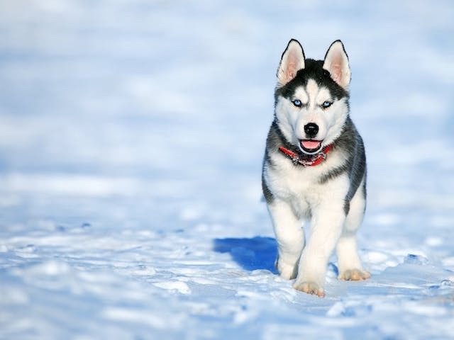 Races de chiens les plus aimées au Canada