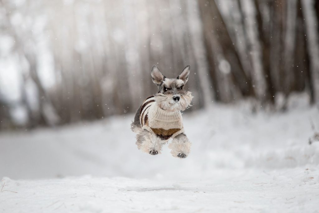 chien au Canada