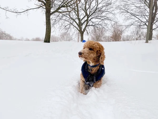 Caniche canada en