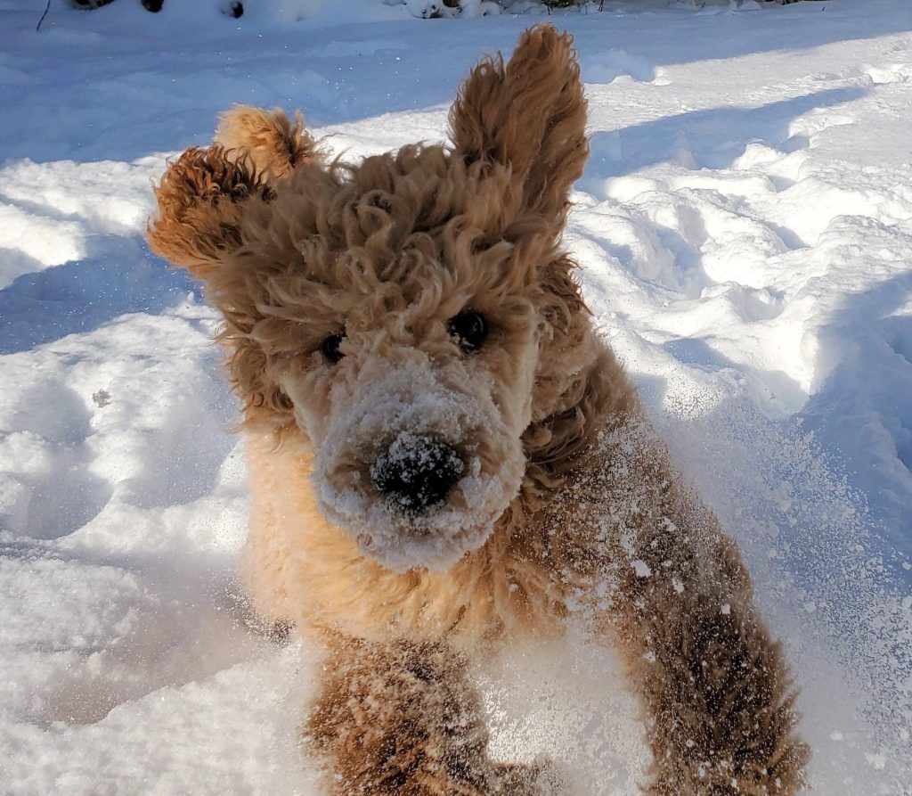 photo chien Caniche neige