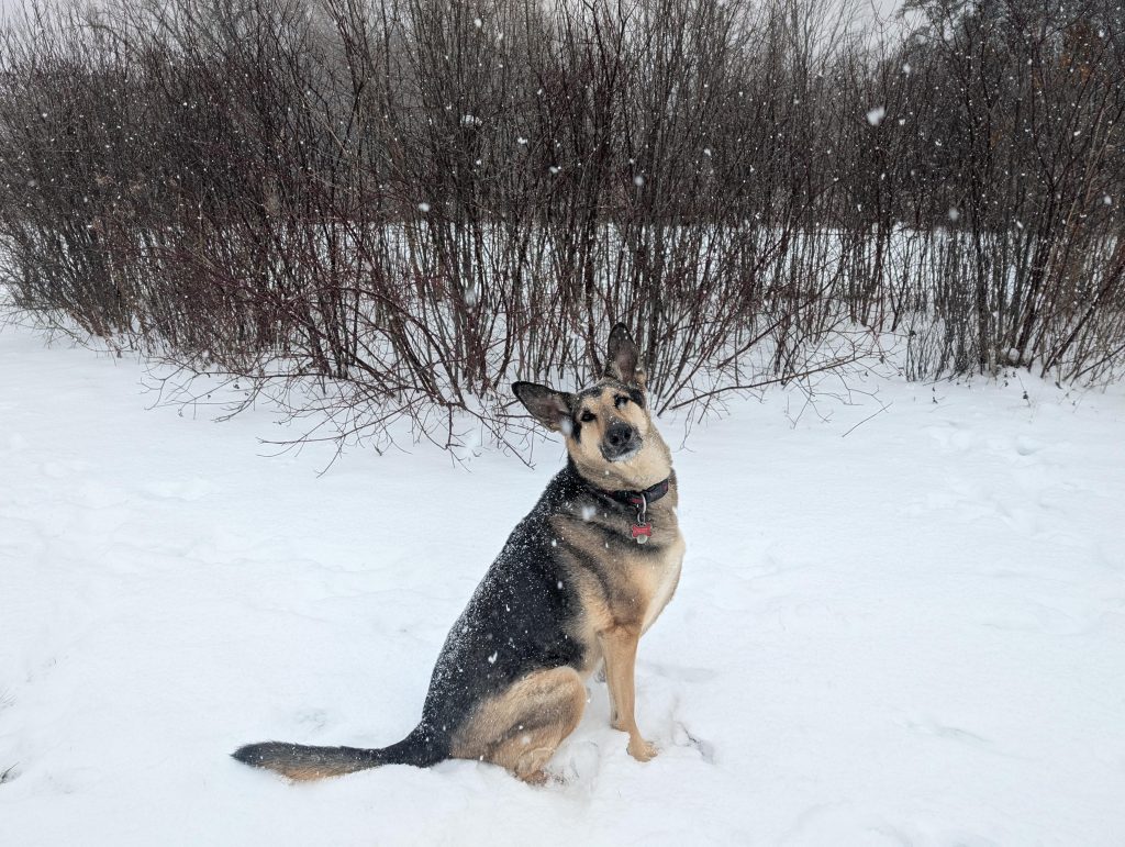 photo german shepers canada