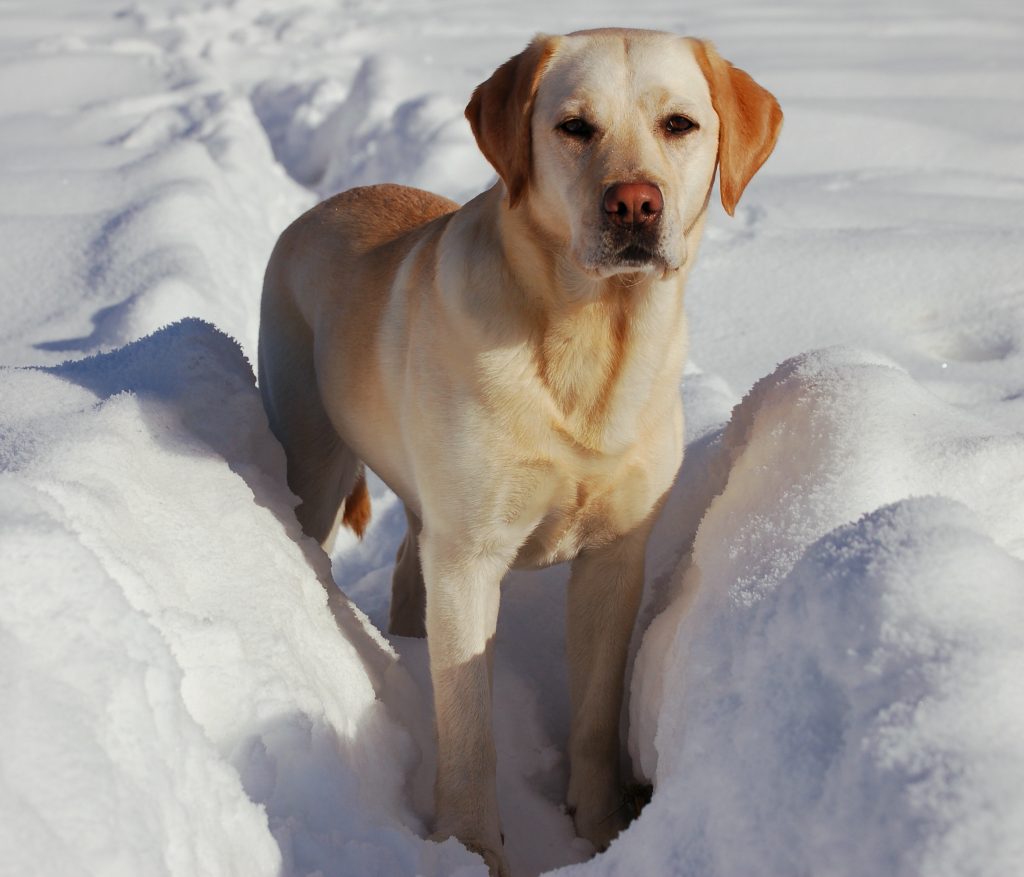 neige canda préféré