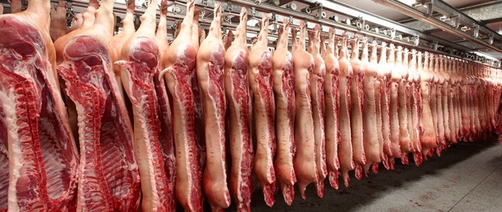 Exploitation de porc  de la famille Van Gool