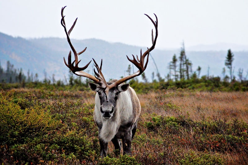 Fortune du Caribou Canada