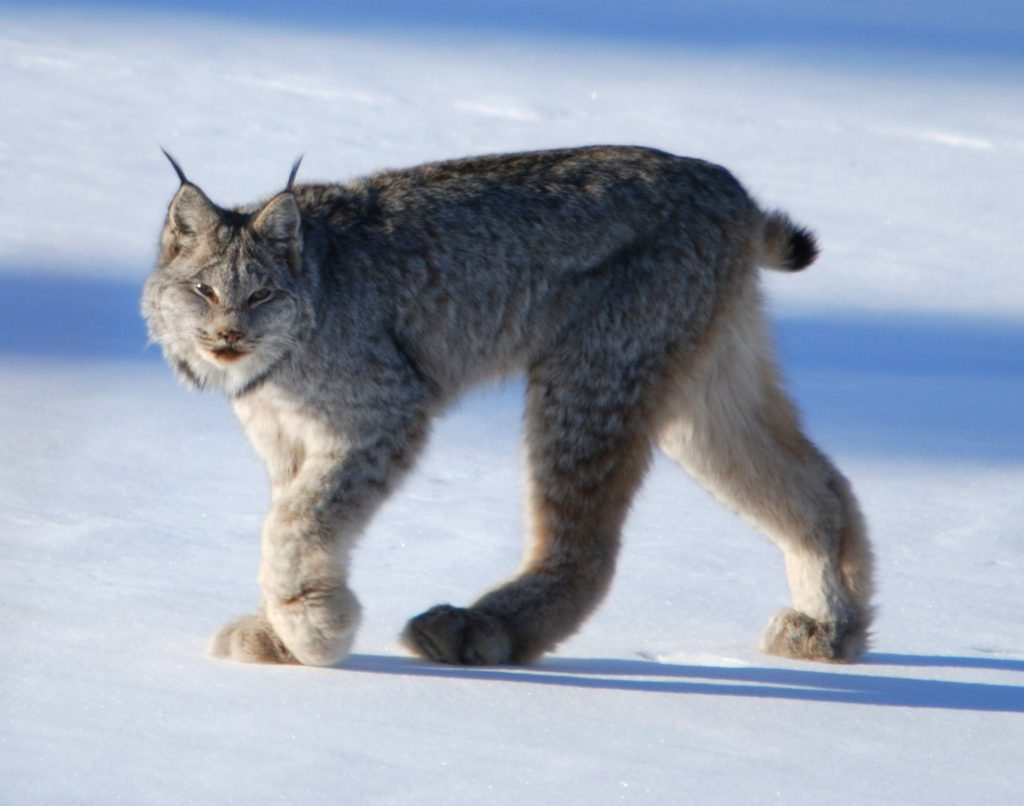 Fortune du Lynx Canadien