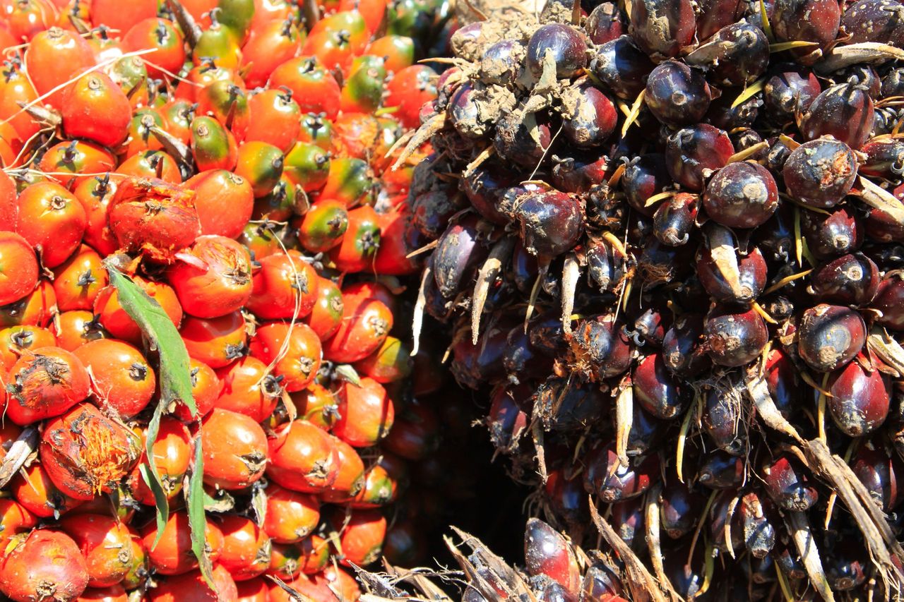 Vibrierende Ernte von Ölpalmfrüchten, ein Überbleibsel der landwirtschaftlichen Prägung durch die Familie Bracht.