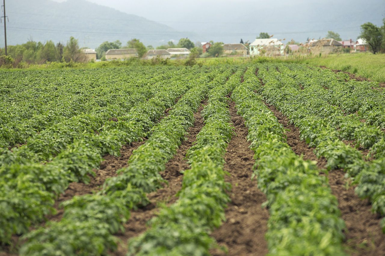 Grüne Kartoffelfelder der Familie Clarebout als Auftakt zur Herstellung von Pommes frites höchster Qualität.