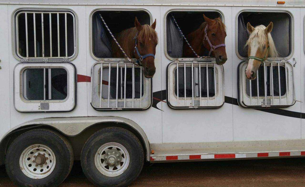  Horses peering through the windows of a transport truck, evoking Stephan Conter's specialty in equestrian vehicles.