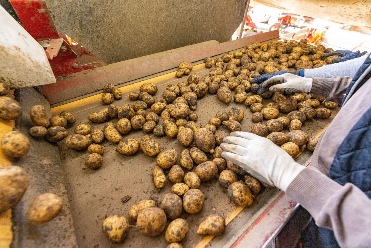 Lavage des patates de la Famille Van Remoortel