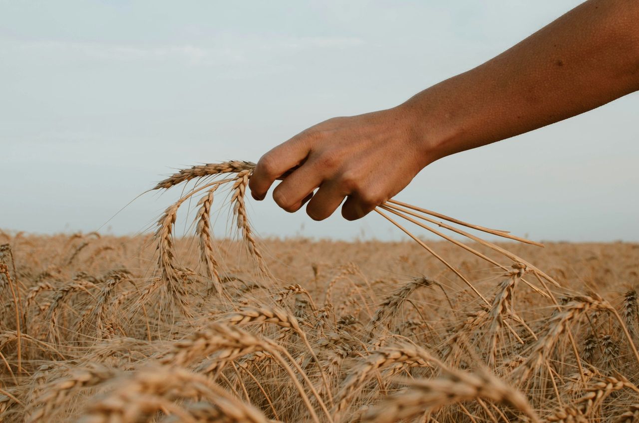 Main dans les champs de blé de Patrick Maselis