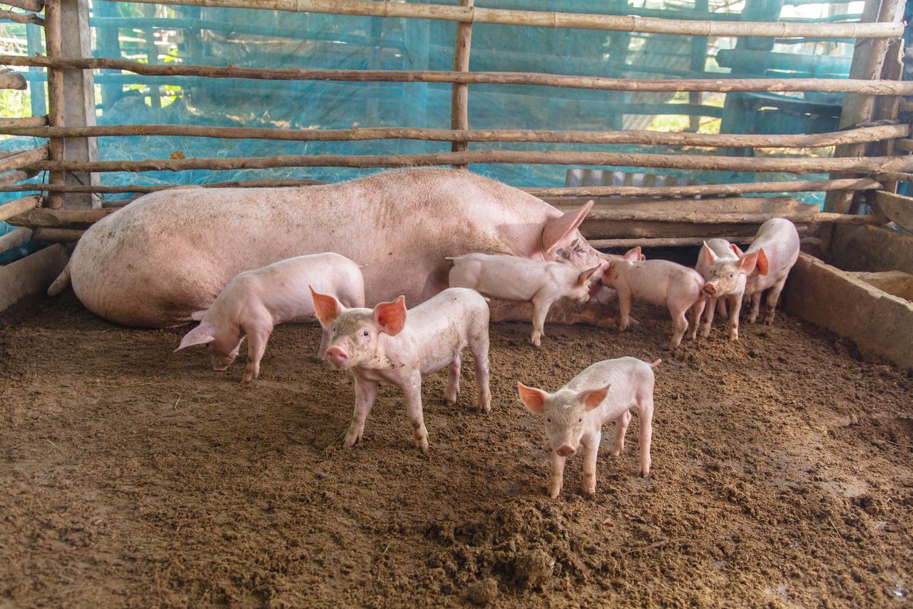 The Claeys family's breeding pigs