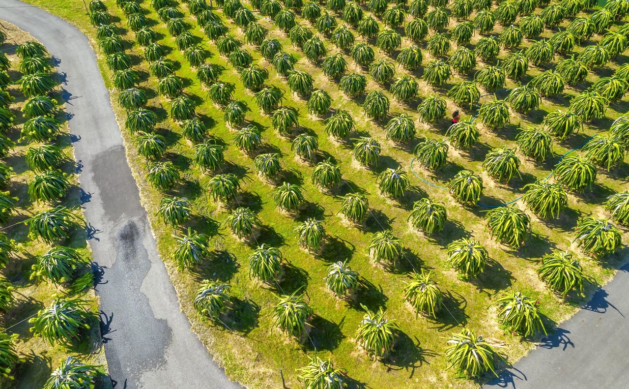 the family's oil palm plantation fabri 