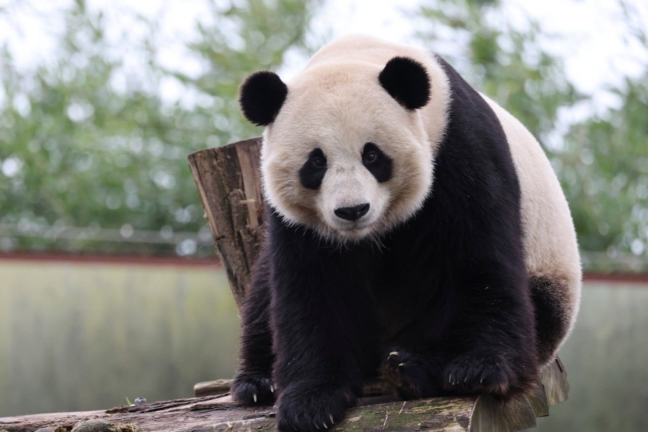 Panda in the pairi daiza park by Eric Domb