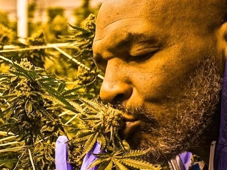 Mike Tyson and the cannabis business