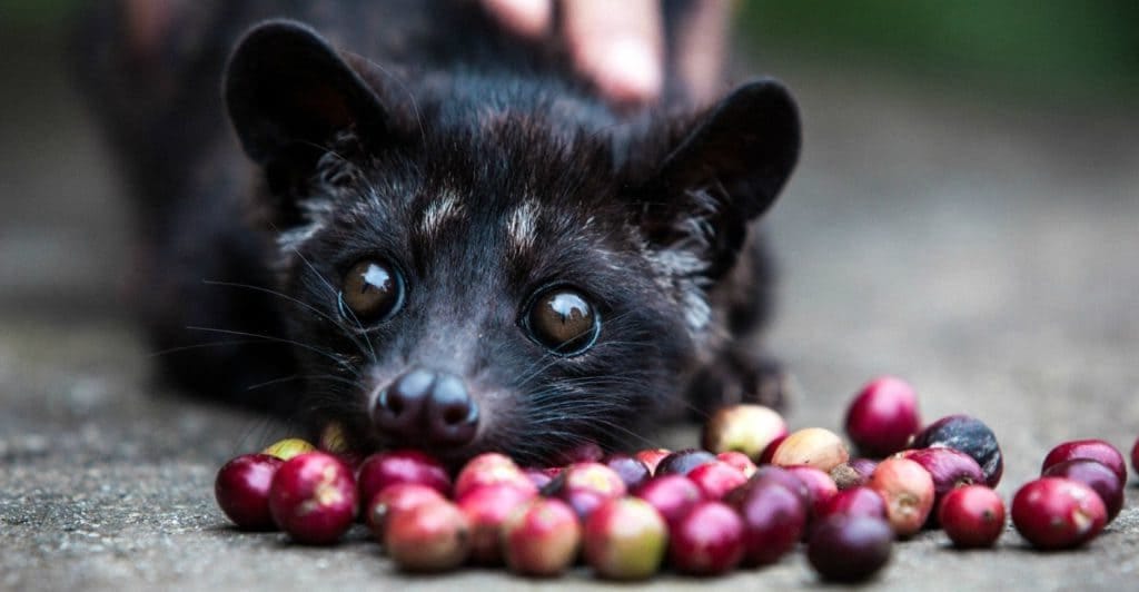 one of the best-known and most expensive cfés Kopi Luwak