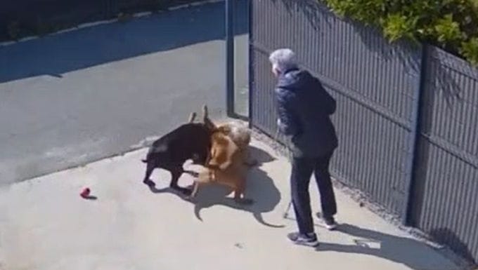 NasDas dogs attacking neighbors