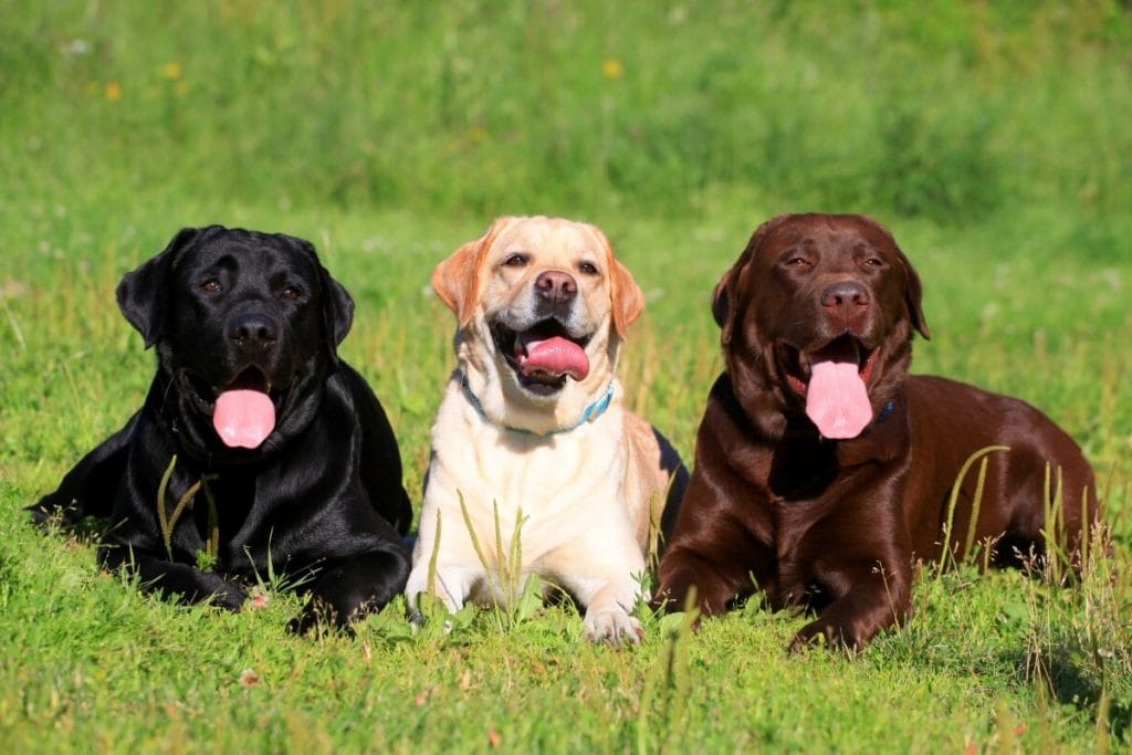 Labrador Retriever several colors