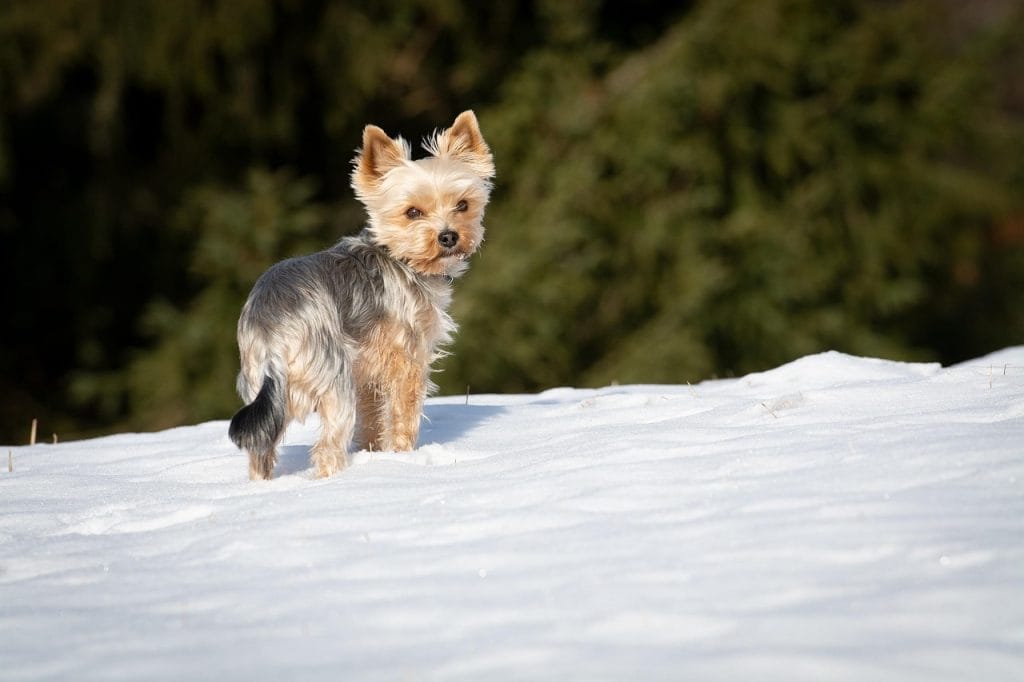 photo Yorkshire canada in. snow