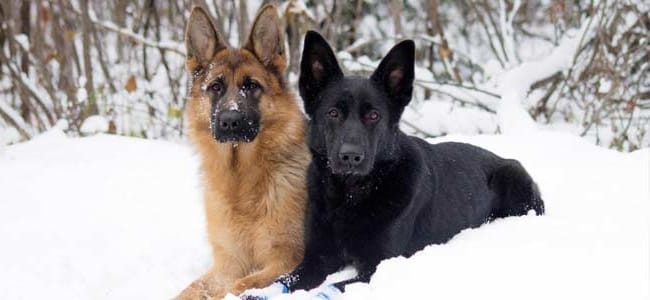 photo German Shepherd snow