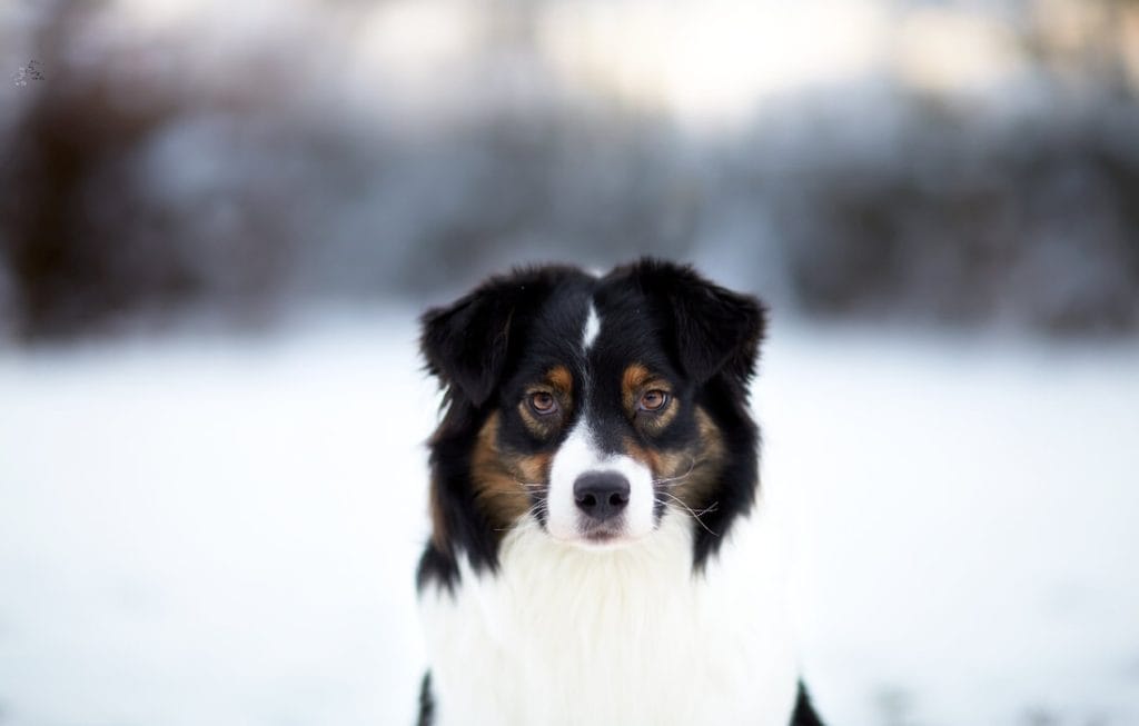 photo australian shepherd canada's favorite dog in snow