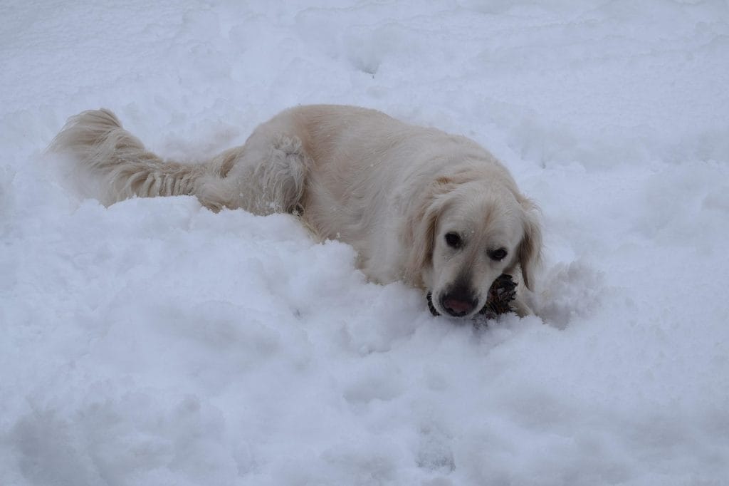 Canada's most beloved dog breeds