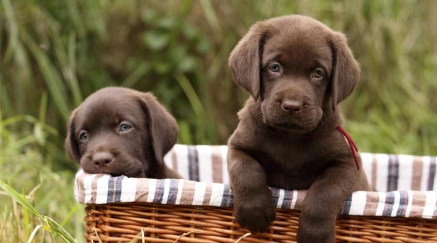 Labrador Retriever puppies