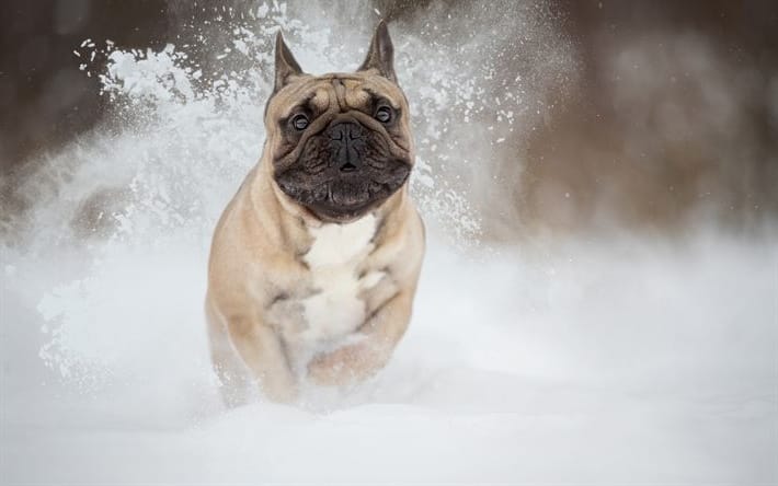 photo of French Bulldog in snow