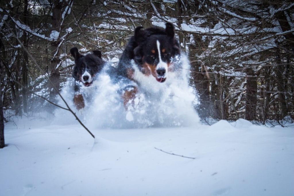 photo Bernese Mountain Dog 