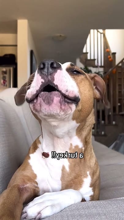 Star Luna The Pittie