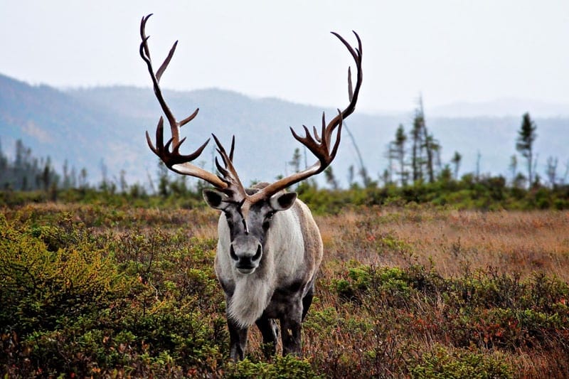 Fortune du Caribou Canada