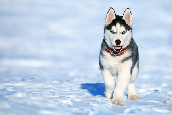 Top 10 populairste honden in Canada in 2025