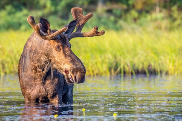 De 10 meest iconische diersoorten van Canada: ontdek de symbolen van de Canadese fauna