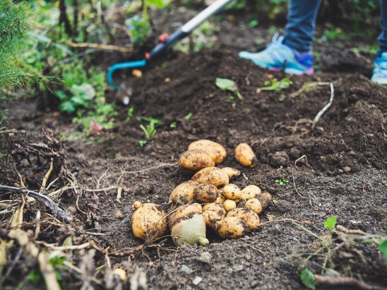 Die Familie Clarebout: Eine belgische Unternehmerdynastie, 800.000 Tonnen Erfolg