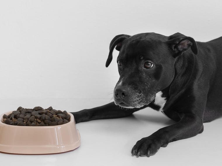 Comment Dominiek Dumoulin a Transformé United Petfood en un Empire de 168 Millions d’Euros