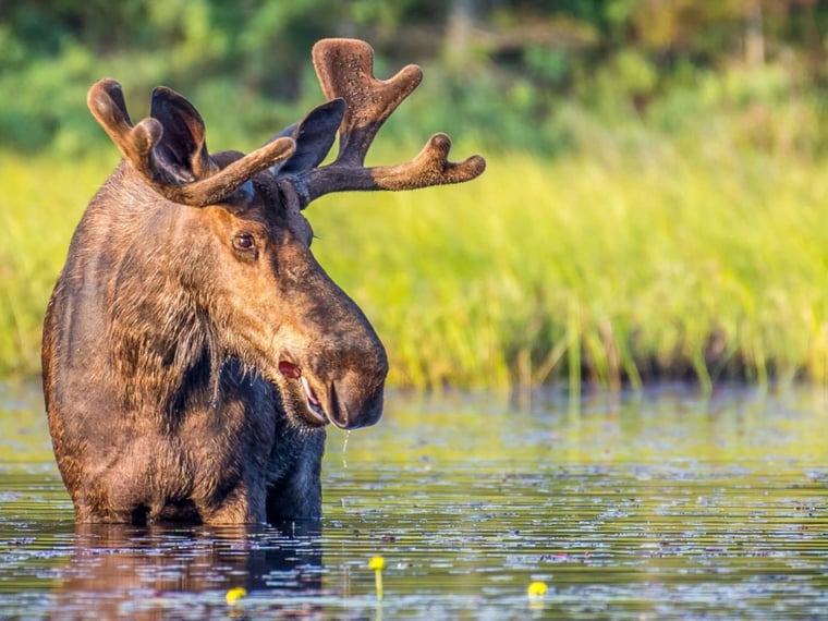Les 10 especes animales les plus emblematiques du canada : découvrez les symboles de la faune canadienne