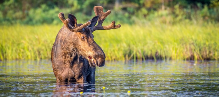 Die 10 emblematischsten Tierarten Kanadas: Entdecke die Symbole der kanadischen Tierwelt